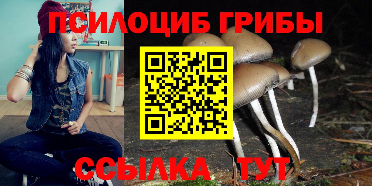 Галлюциногенные грибы Psilocybe Звенигород